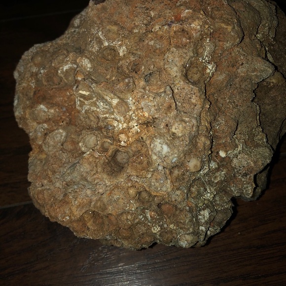 Ancient Ocean fossilized coral - Picture 6 of 6